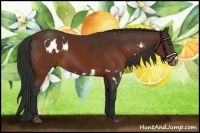 Horse Color:Liver Chestnut Appaloosa  and Brown 