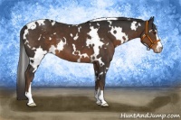Horse Color:White Spotted Liver Chestnut Sabino Varnish