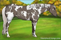 Horse Color:White Spotted Silver Black 