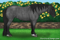 Horse Color:Gray Blue Roan