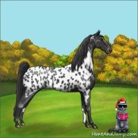 Horse Color:Black Near Leopard