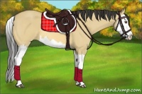 Horse Color:Buckskin Dun Splash 
