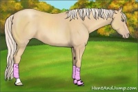 Horse Color:Gold Cream Champagne 