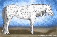 Horse Color:Blue Roan Leopard 