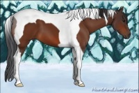 Horse Color:Bay Tobiano 