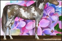 Horse Color:White Spotted Liver Chestnut Rabicano