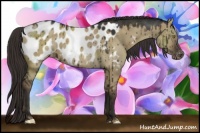 Horse Color:Liver Red Dun Appaloosa 