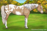 Horse Color:Silver Bay Dun Sabino Tobiano Frame Appaloosa Rabicano