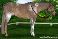 Horse Color:White Spotted Chocolate Palomino Rabicano