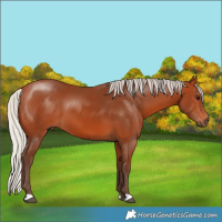 Horse Color:Silver Bay 