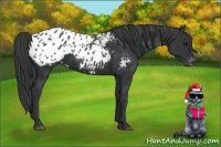 Horse Color:Black Appaloosa
