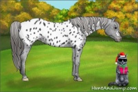 Horse Color:Black Near Leopard 