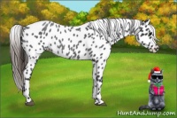 Horse Color:Blue Roan Appaloosa