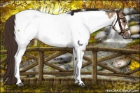 Horse Color:Bay Dun Tobiano Near Fewspot 