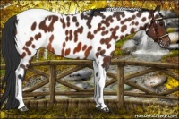 Horse Color:Bay Tobiano Near Leopard 