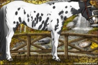 Horse Color:Black Tobiano Appaloosa