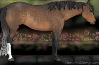 Horse Color:Buckskin Rabicano 