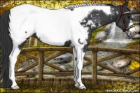 Horse Color:Black Tobiano Frame Snowcap