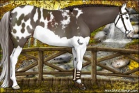 Horse Color:Liver Chestnut Splash Appaloosa 