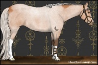 Horse Color:Silver Bay 