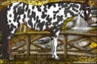 Horse Color:Liver Chestnut Near Leopard 