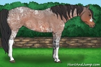 Horse Color:Bay Ice Roan 