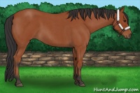 Horse Color:Bay Roan 