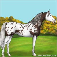 Horse Color:Silver Brown Splash Appaloosa 