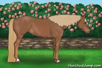 Horse Color:Chestnut Sabino