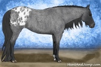 Horse Color:Blue Roan Appaloosa 