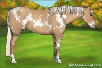 Horse Color:White Spotted Silver Classic Champagne