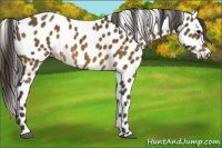 Horse Color:Buckskin Appaloosa 