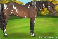 Horse Color:White Spotted Buckskin Appaloosa