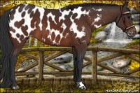 Horse Color:Brown Appaloosa 