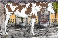 Horse Color:White Spotted Liver Chestnut Splash 