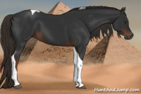 Horse Color:Gray Liver Chestnut Tobiano 