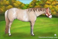 Horse Color:White Spotted Bay Roan Pearl 