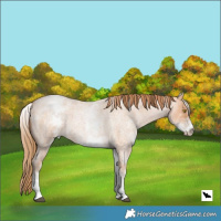 Horse Color:White Spotted Bay Roan Pearl 