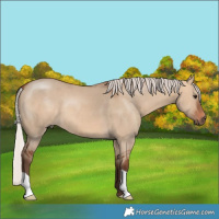 Horse Color:Silver Bay Dun 