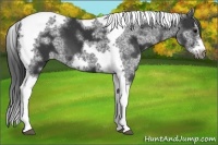 Horse Color:White Spotted Black Splash Tobiano Frame Appaloosa