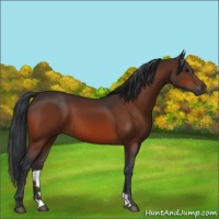 Horse Color:Brown 