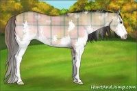 Horse Color:Plaid Brown Dun Sabino Splash