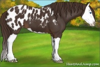 Horse Color:Liver Chestnut Splash Appaloosa 