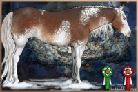 Horse Color:White Spotted Silver Brown Sabino Splash Rabicano