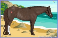 Horse Color:Liver Chestnut Rabicano 