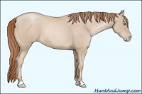 Horse Color:Smoky Blue Roan Pearl 
