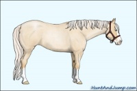 Horse Color:Silver Sable Champagne Roan Pearl Splash 