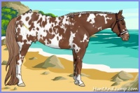 Horse Color:White Spotted Chestnut Appaloosa 