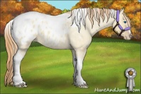Horse Color:Gold Champagne Roan Dun Splash Tobiano Frame Appaloosa Rabicano 