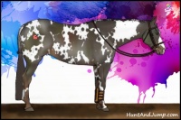 Horse Color:White Spotted Liver Chestnut 